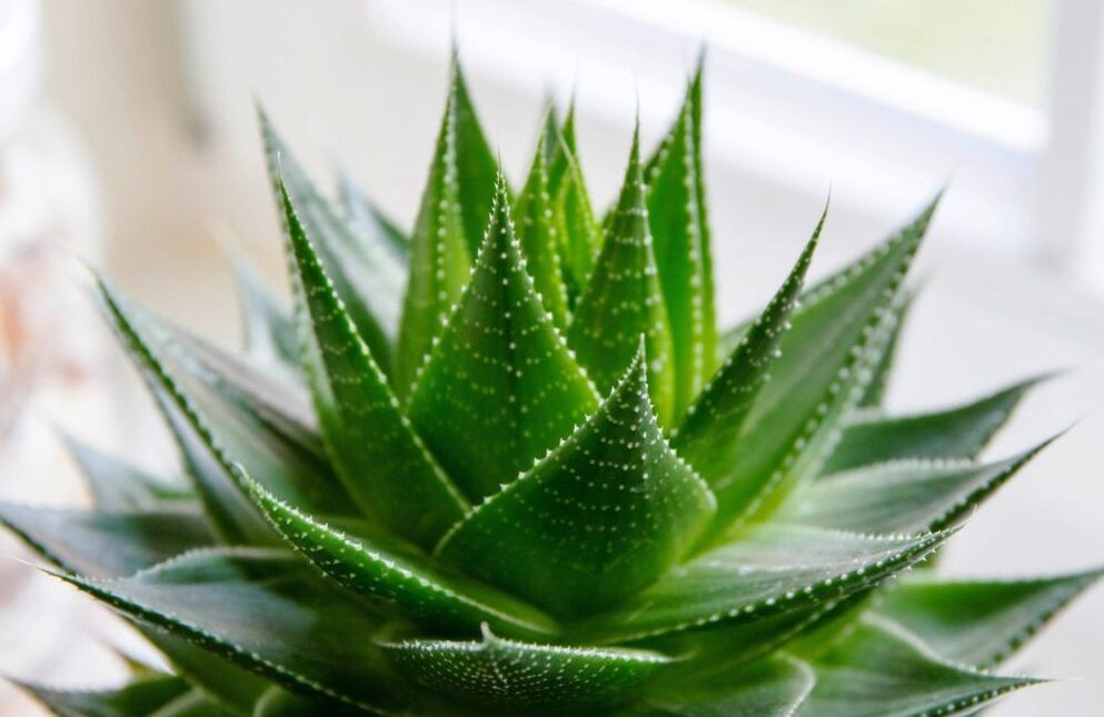aloe na zväčšenie penisu